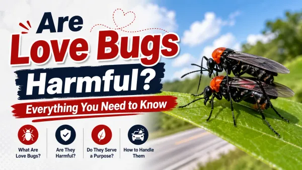 Are love bugs harmful