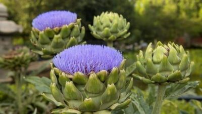 Artichoke