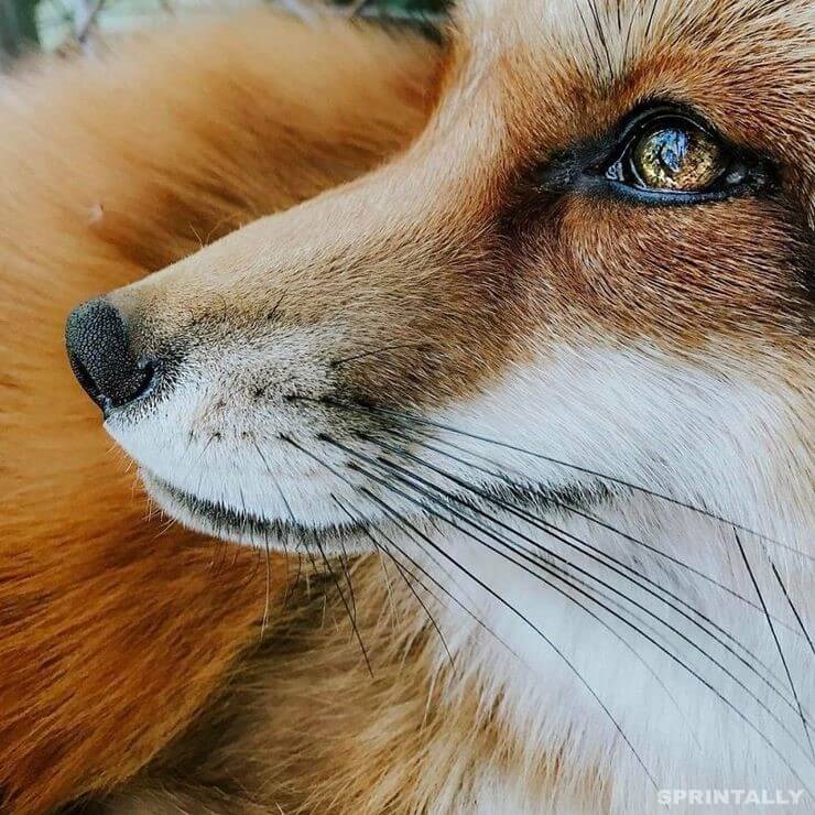 fox 11