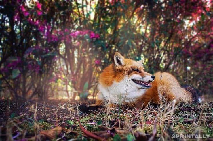 fox 12