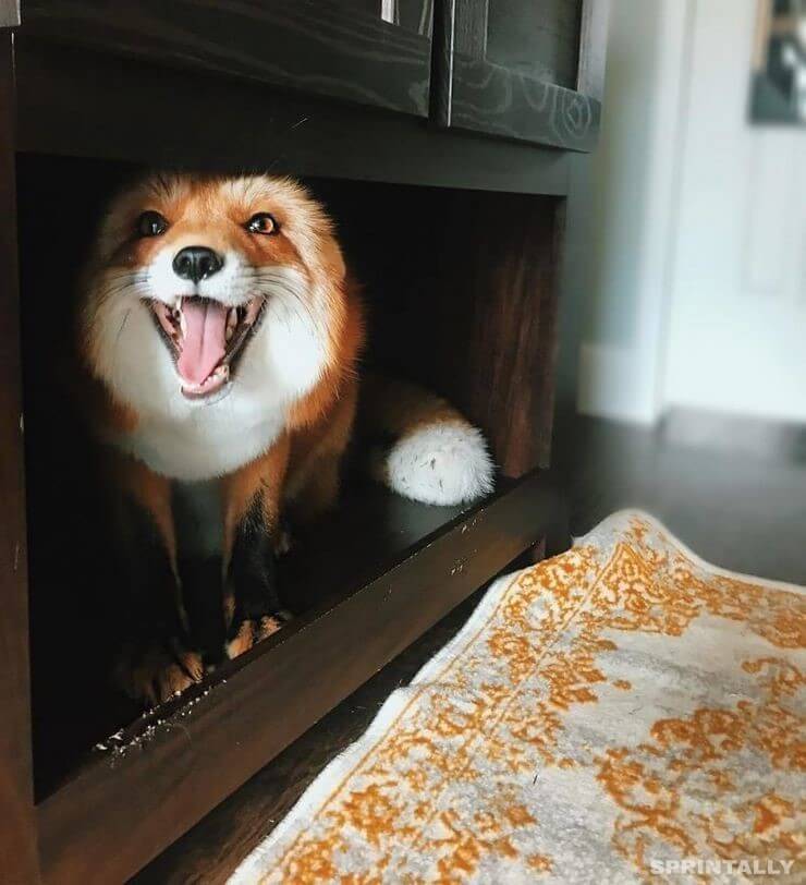 fox 13