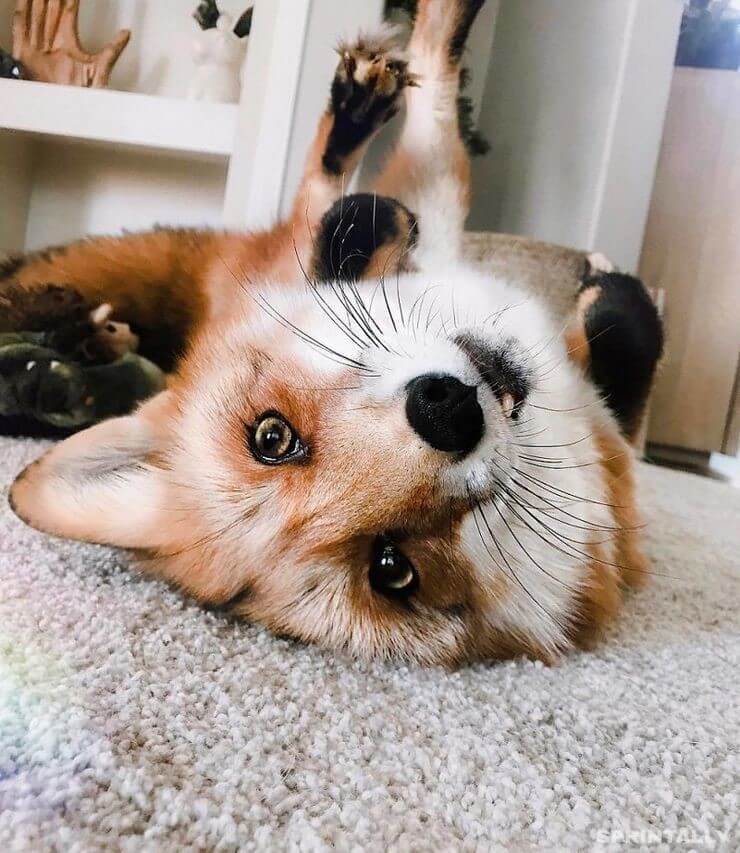 fox 15