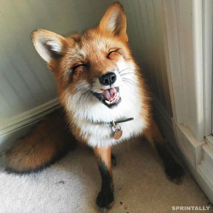 fox 16