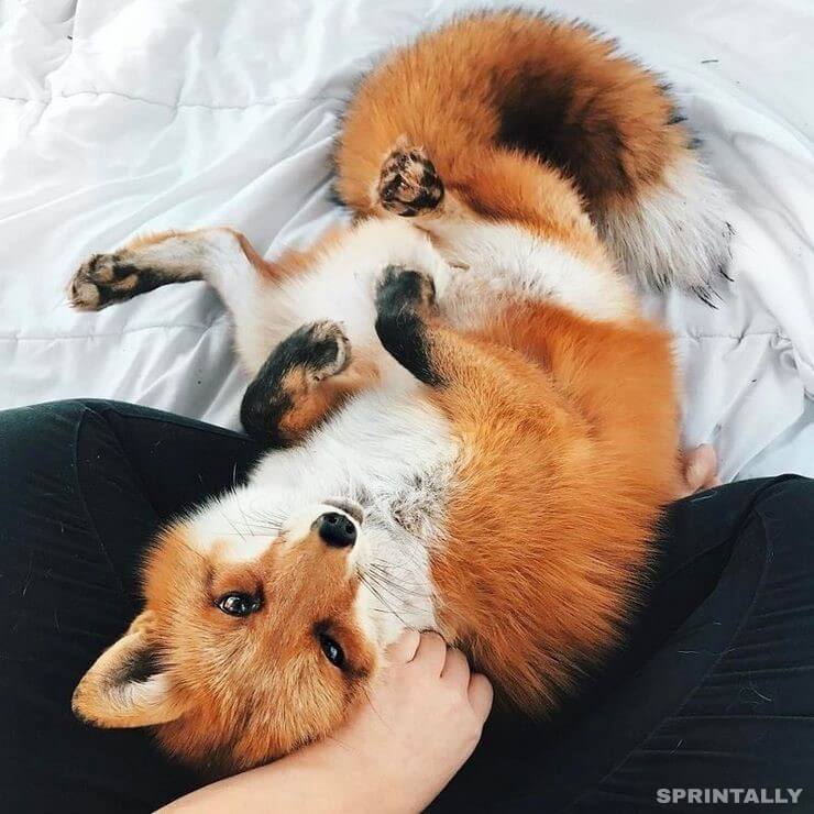 fox 18