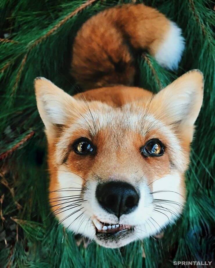fox 6