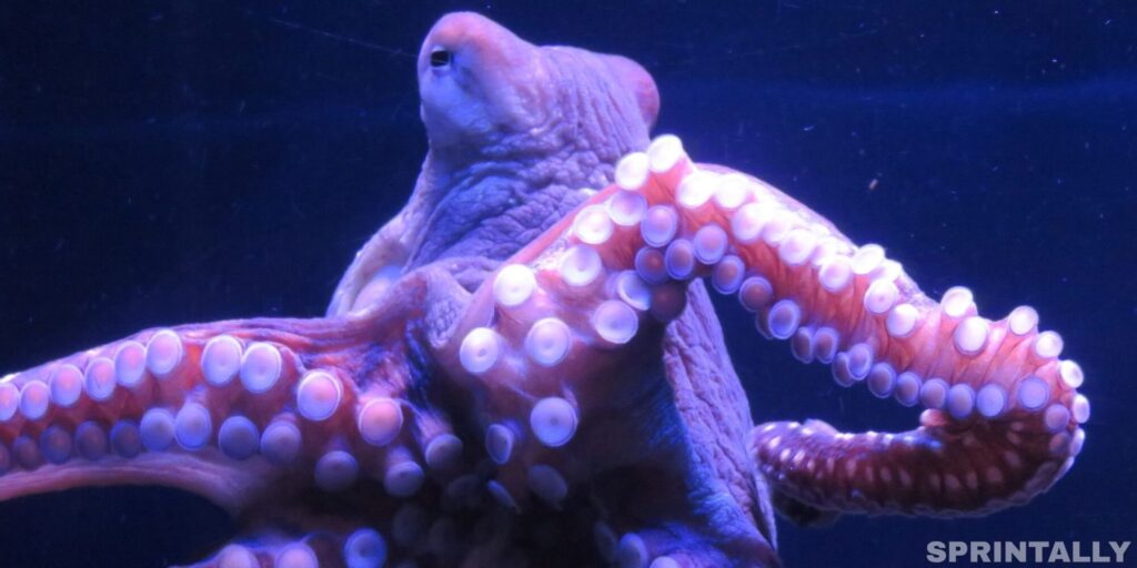 octopus