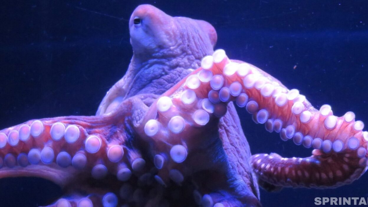 Octopus