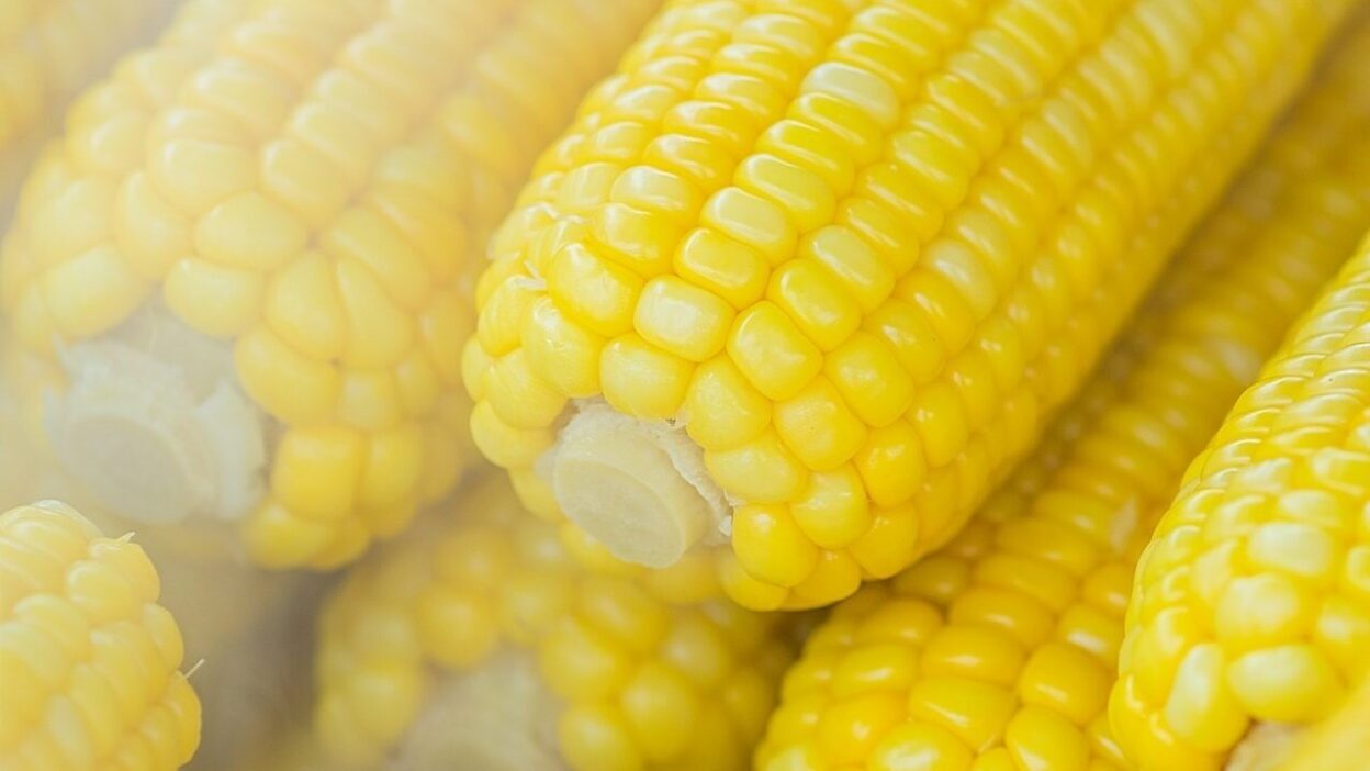 corn