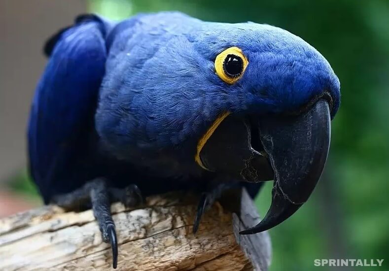 Parrot hyacinth macaw