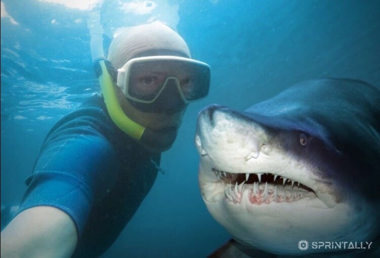 picture with the shark