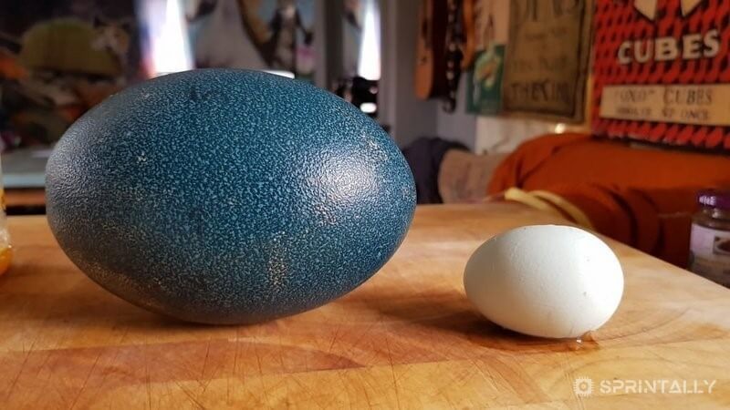 EMU egg vs chicken egg