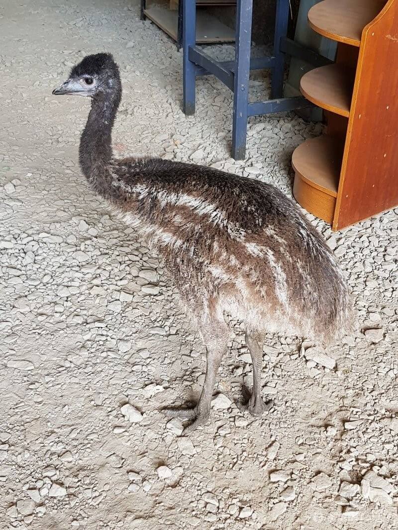 Emu After a couple of months