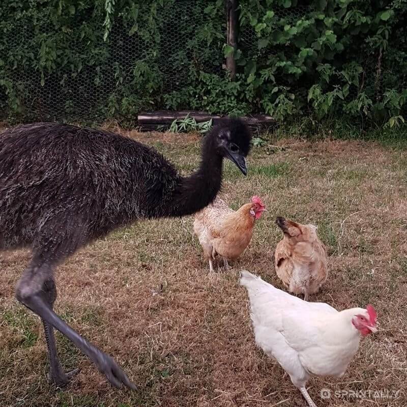 Paul gets along very well with the chickens