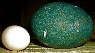 egg