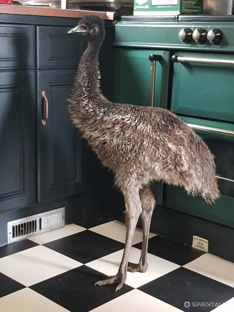 emu in home