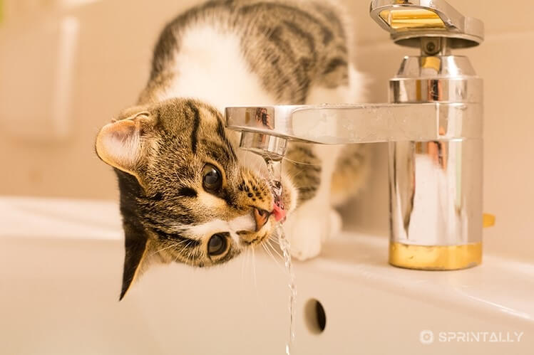 cats drink water from the tap or from the toilet