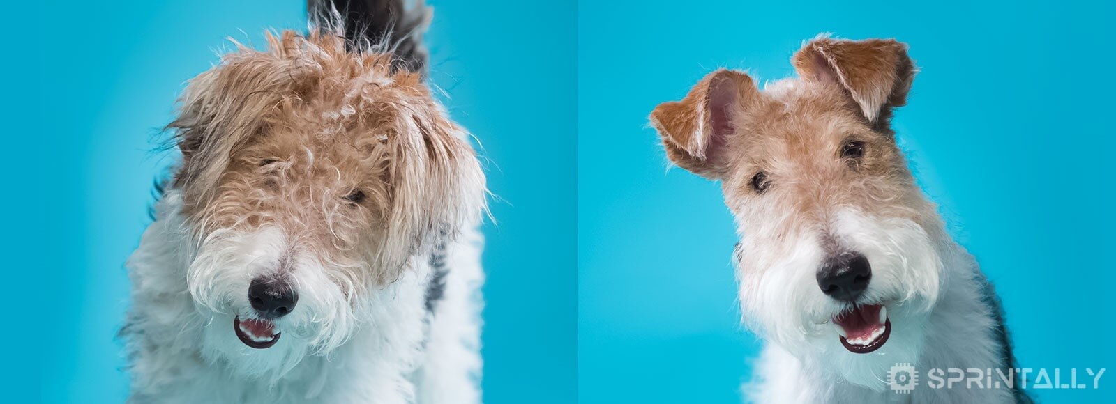 dog haircut