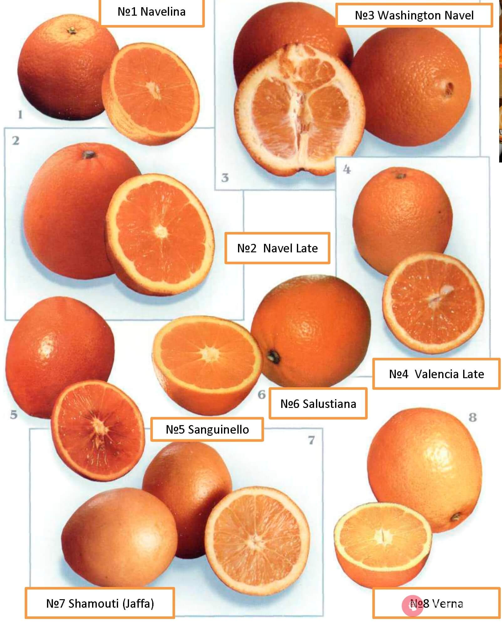 Industrial varieties of light oranges