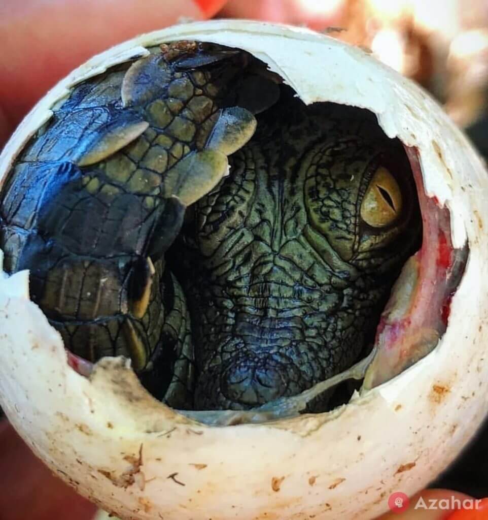 Nile crocodile hatching from an egg