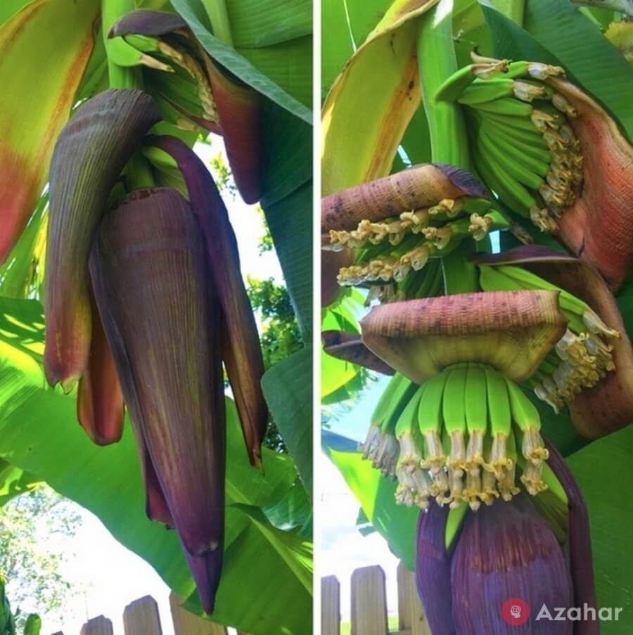 So grow bananas