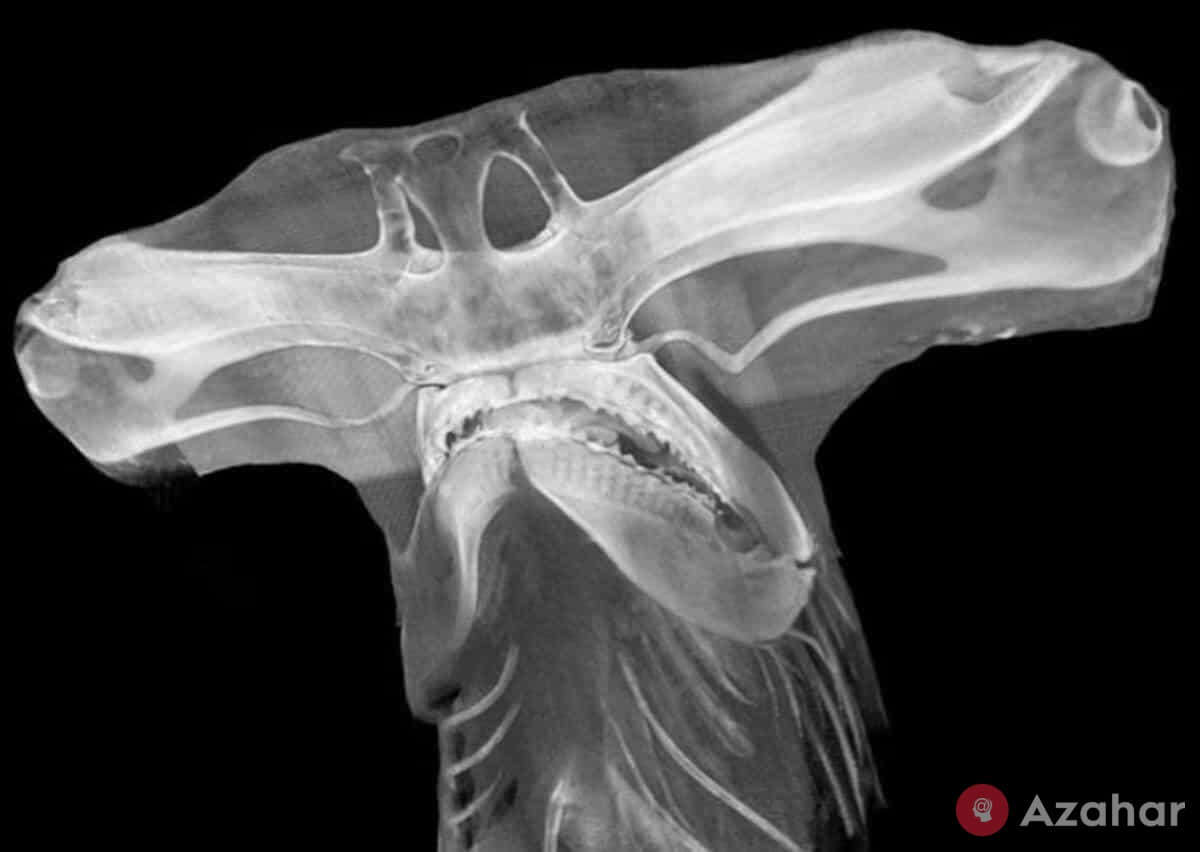 X-ray of the head of a hammerhead shark