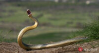 largest snake