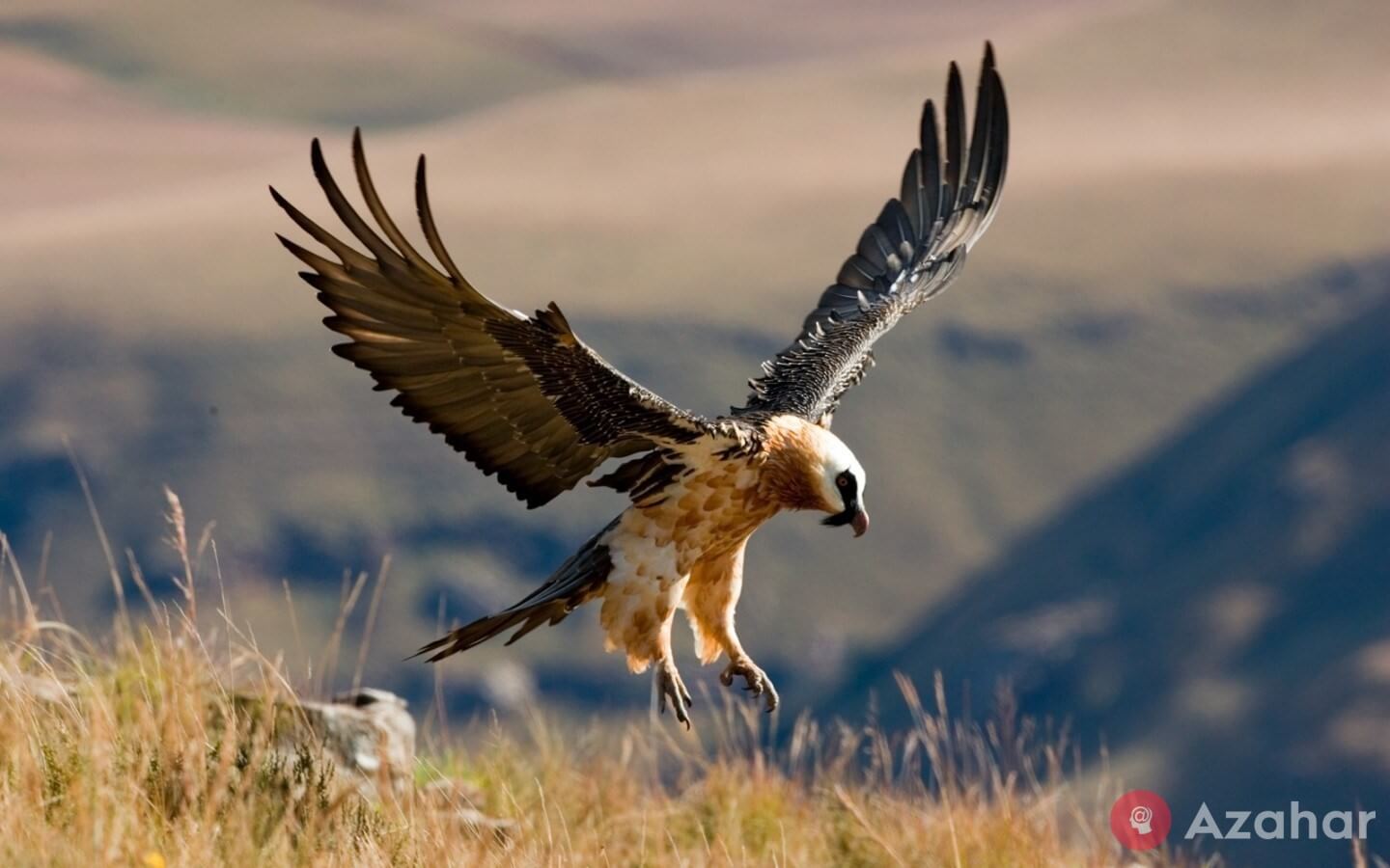 Bearded vulture, or vulture, Eurasia and Africa