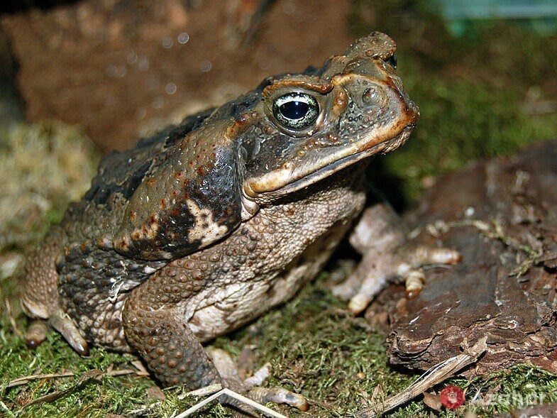 Frog Toad aha