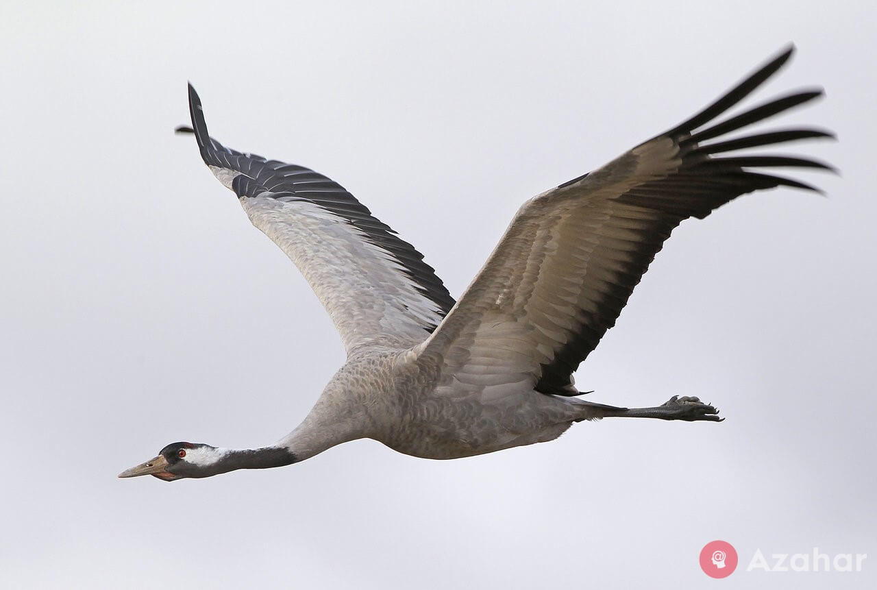 Grey crane, Eurasia, northeast Africa
