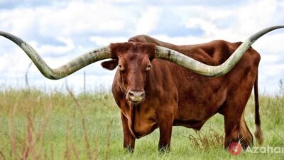 Texas Longhorn