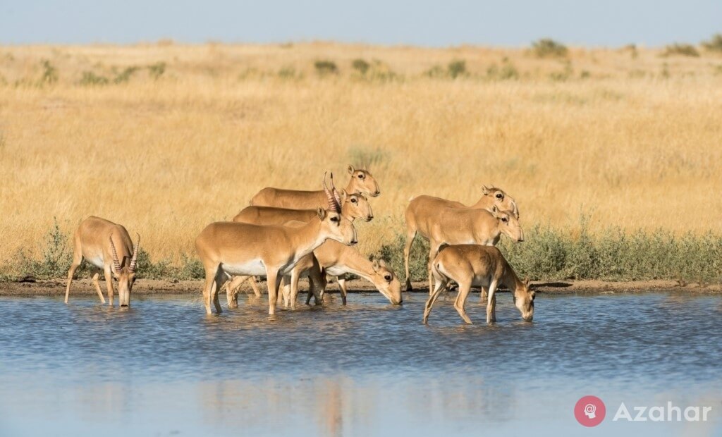 Saigas in the Black Lands Reserve