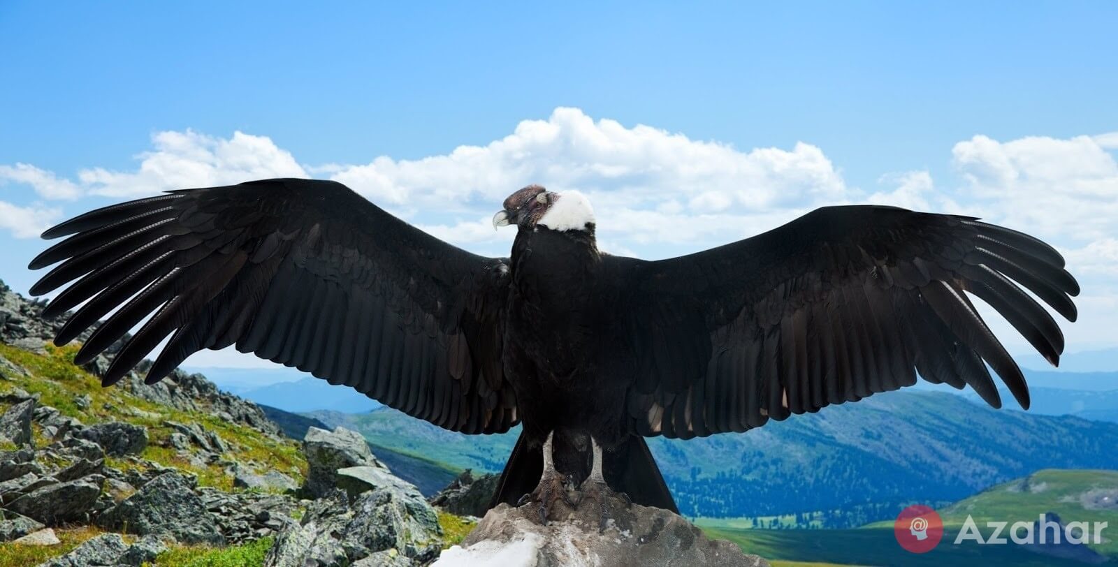 The Andean Condor, South America
