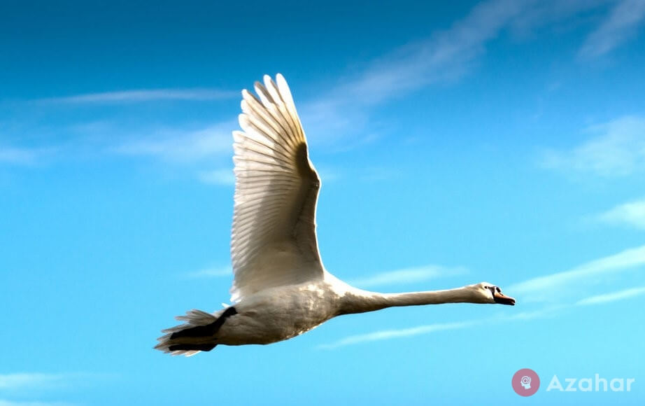 The Whooper Swan, of Eurasia