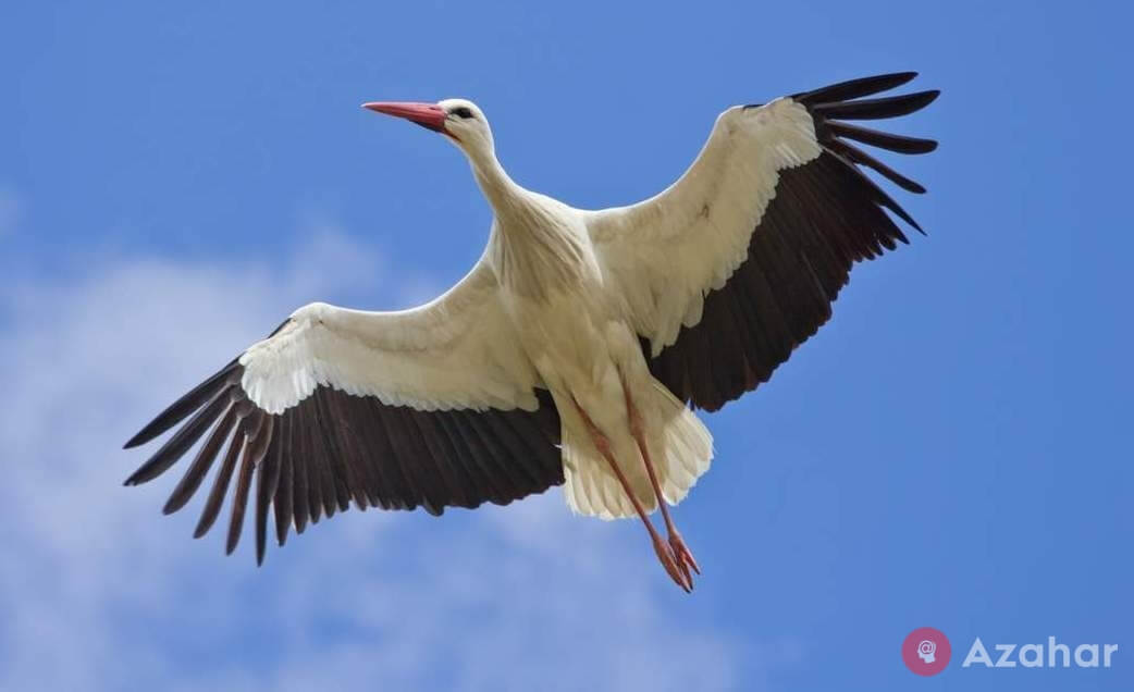 White stork, Eurasia, Africa
