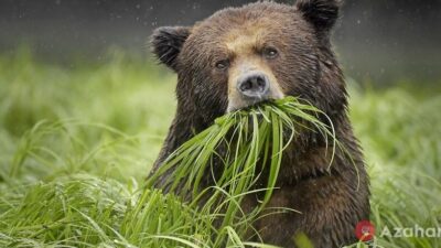 Brown Bears