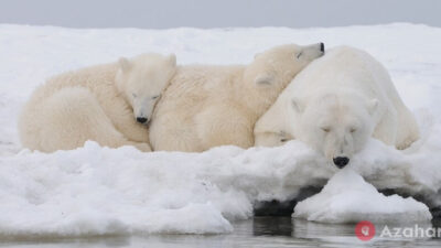 Polar Bears