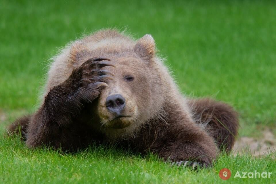 Brown bear with a headache