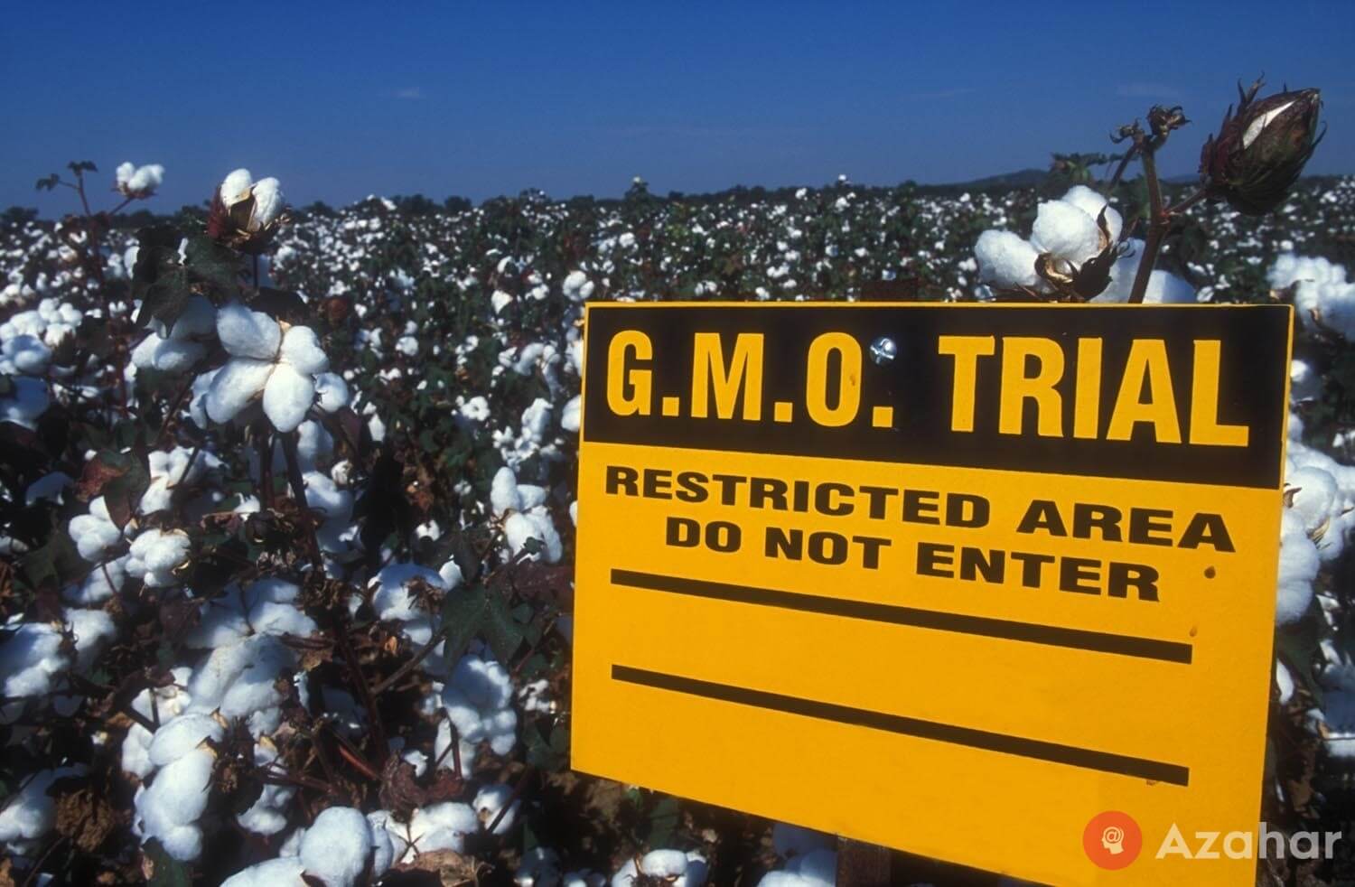 Cotton also improve genetics