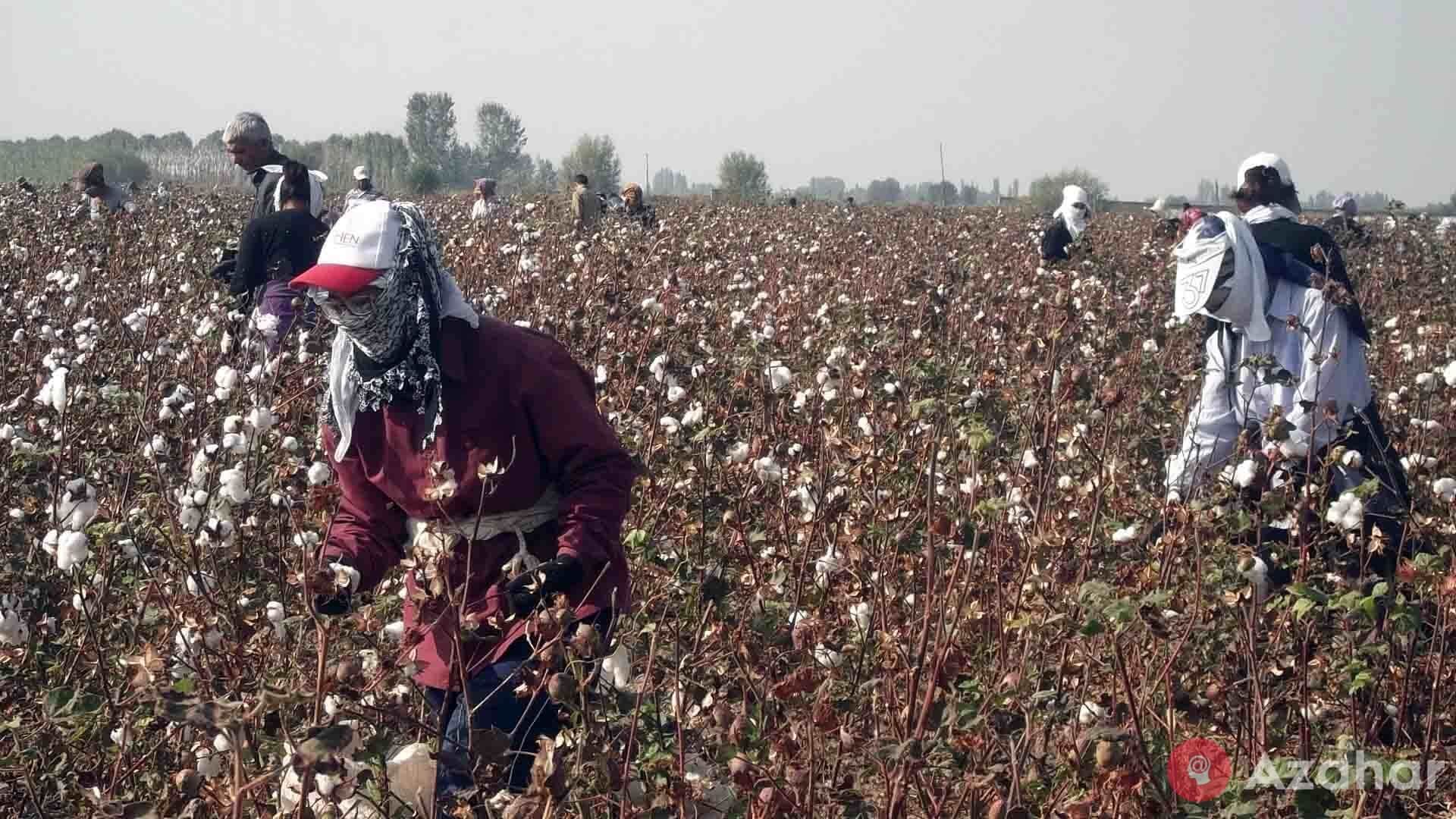Cotton is very profitable