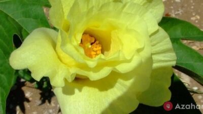 Cotton Flowers