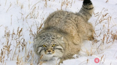 Wild Cat