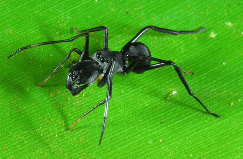 Ant Spider Horse