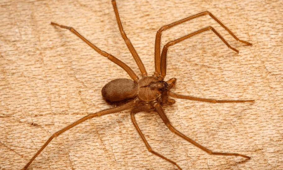 Brown Hermit Spider