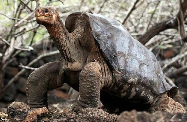 Abingdon Elephant Turtle