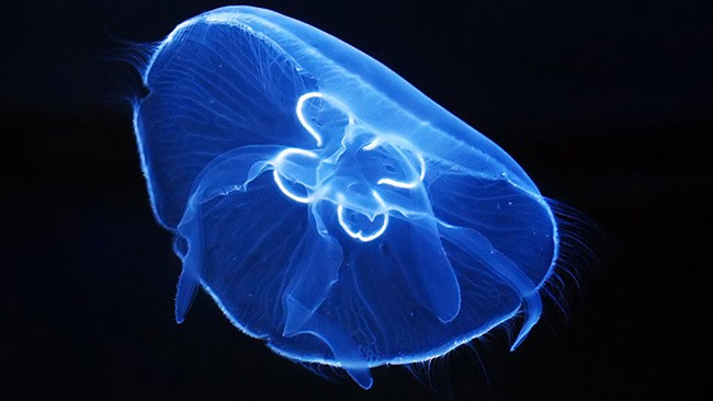 Aurelia Jellyfish