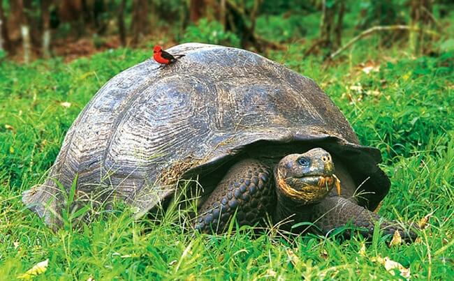 Galapagos Elephant Turtle