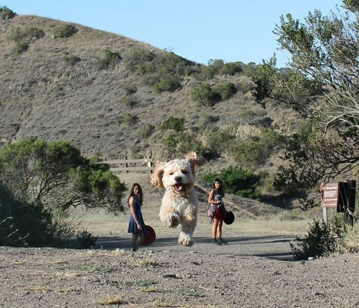 Giant Dog Between Two Girls