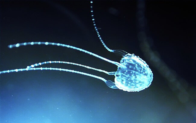 Irukandji Jellyfish