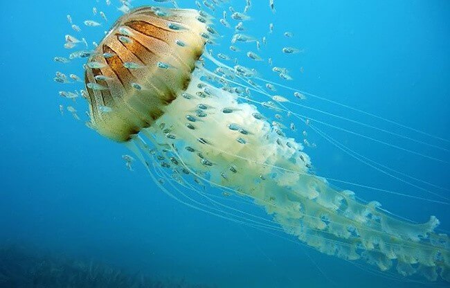 Medusa Chrysaor Jellyfish