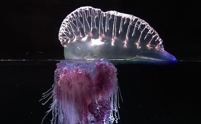 Portuguese Boat Jellyfish